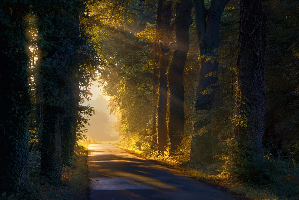 Path, Trees, Forest image.